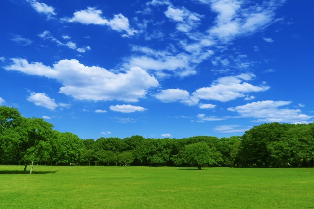 青空と公園の新緑